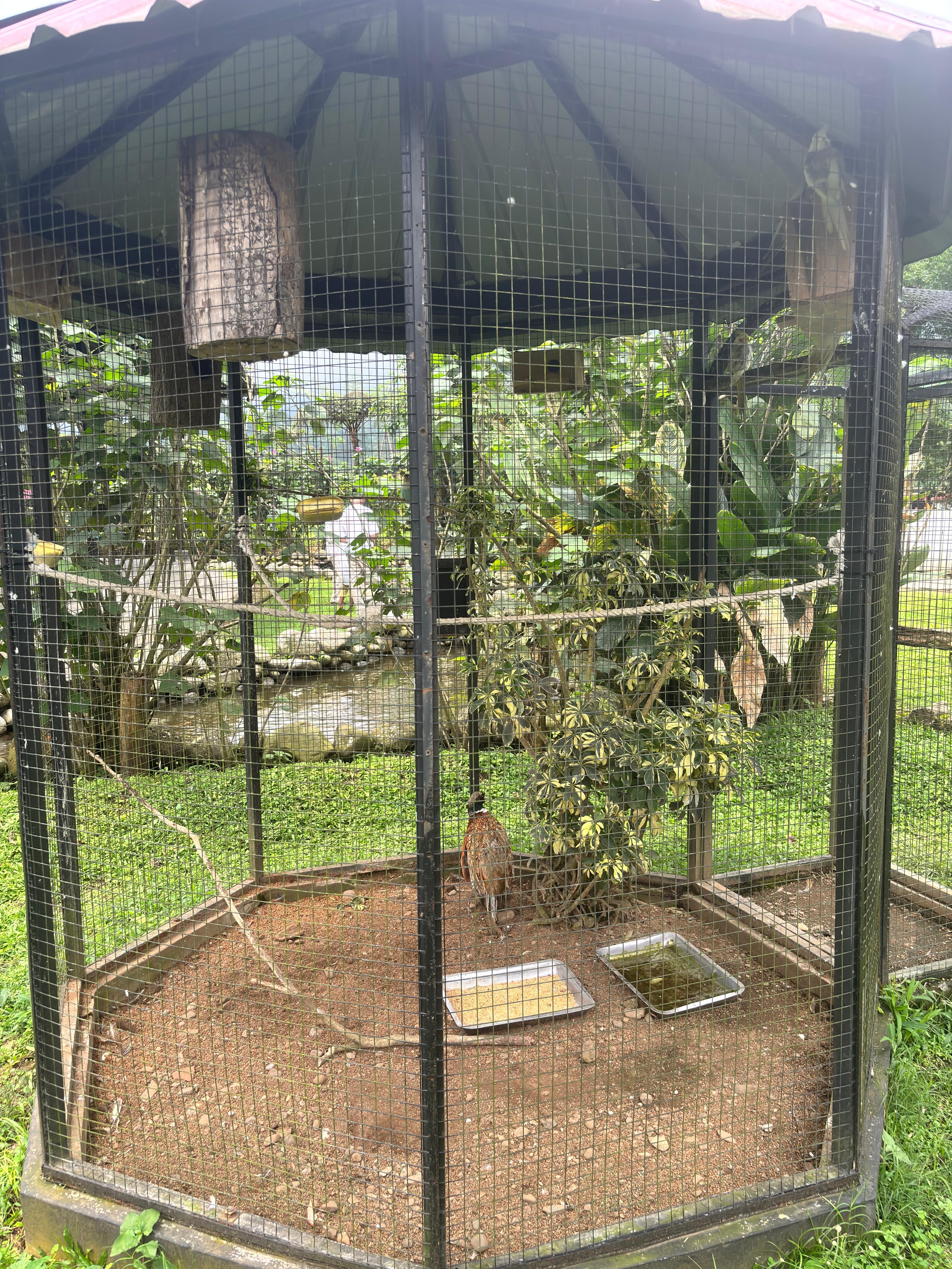 Ayam Pegar hijau