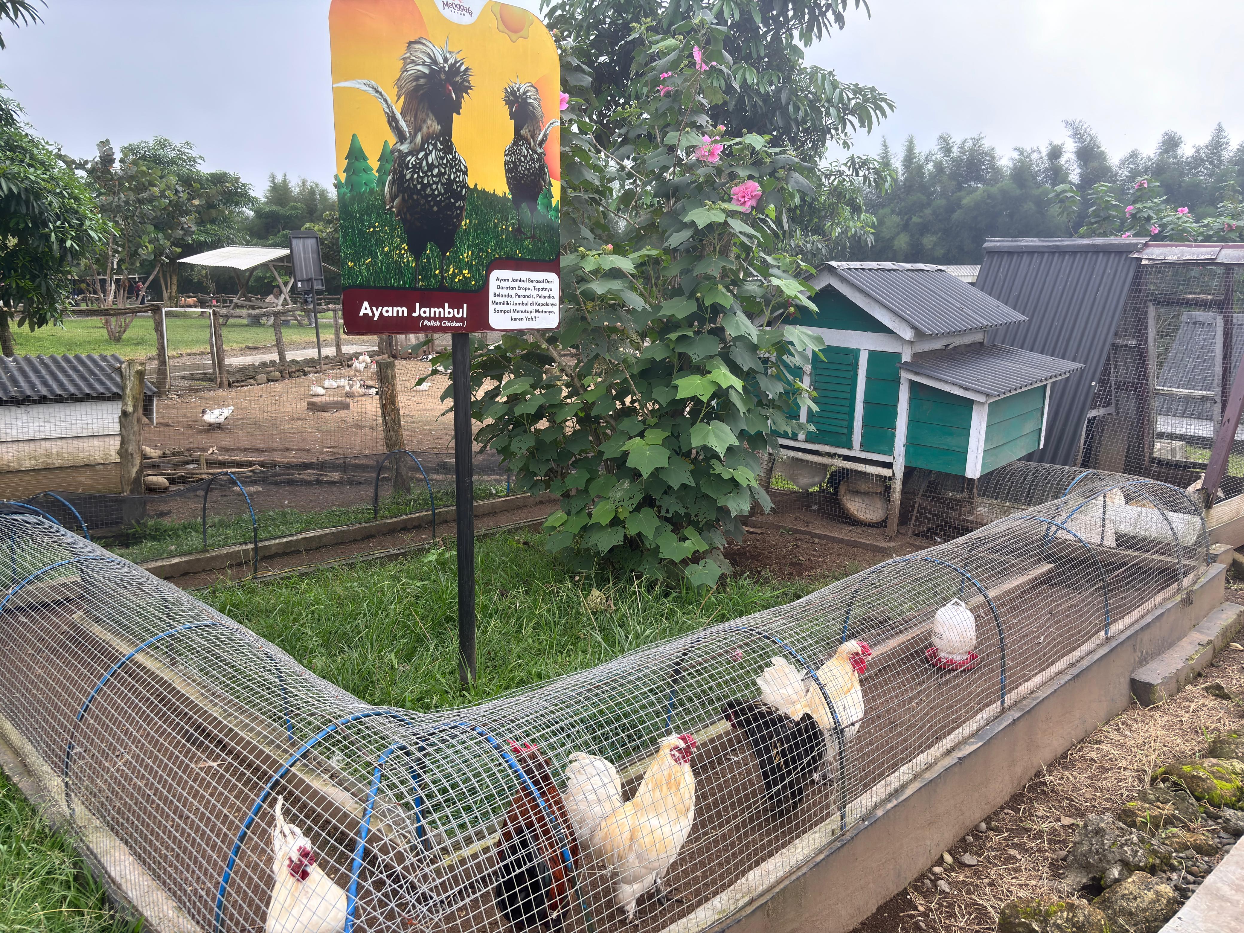 Ayam Jambul 