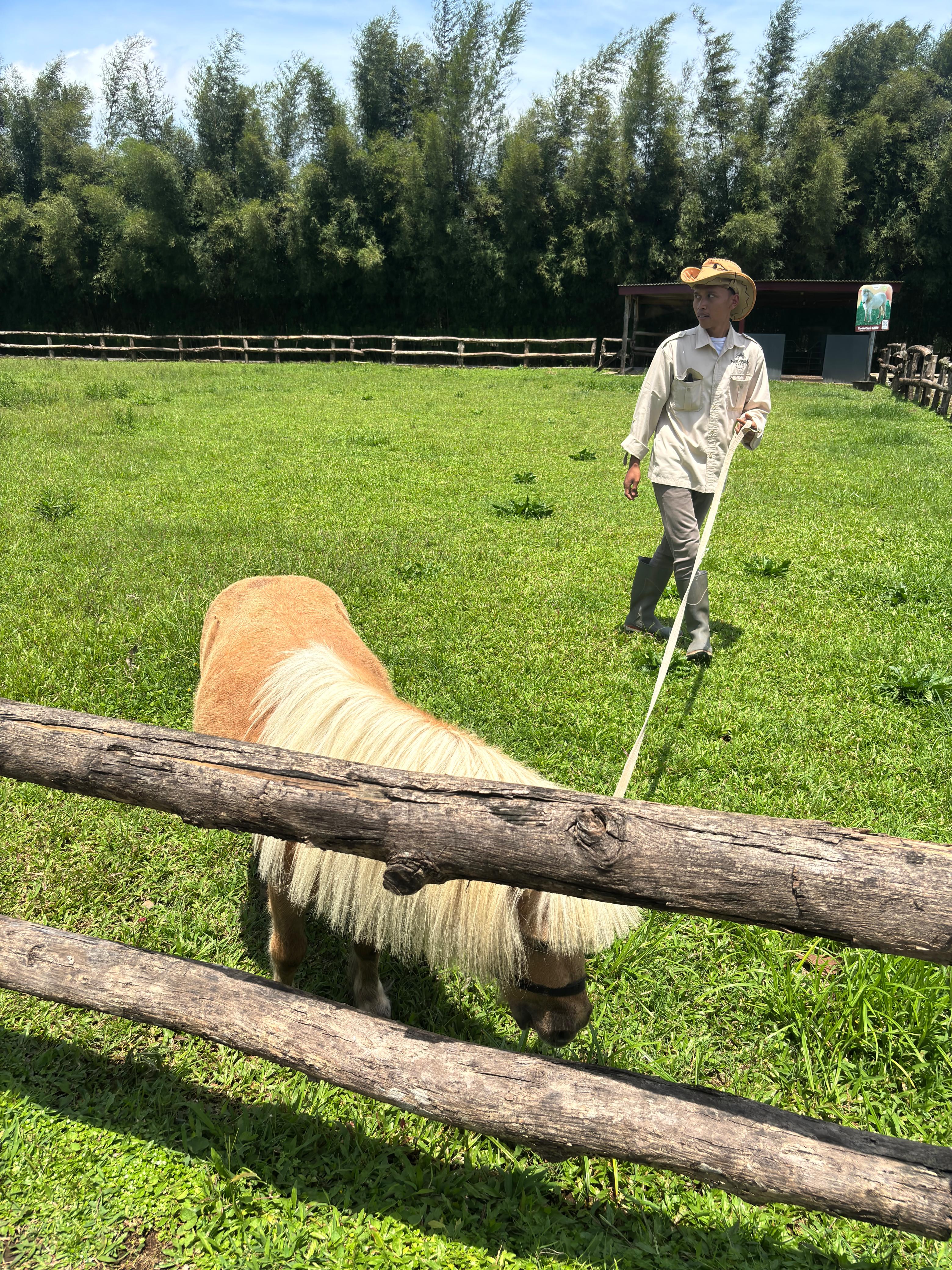 Kuda Poni